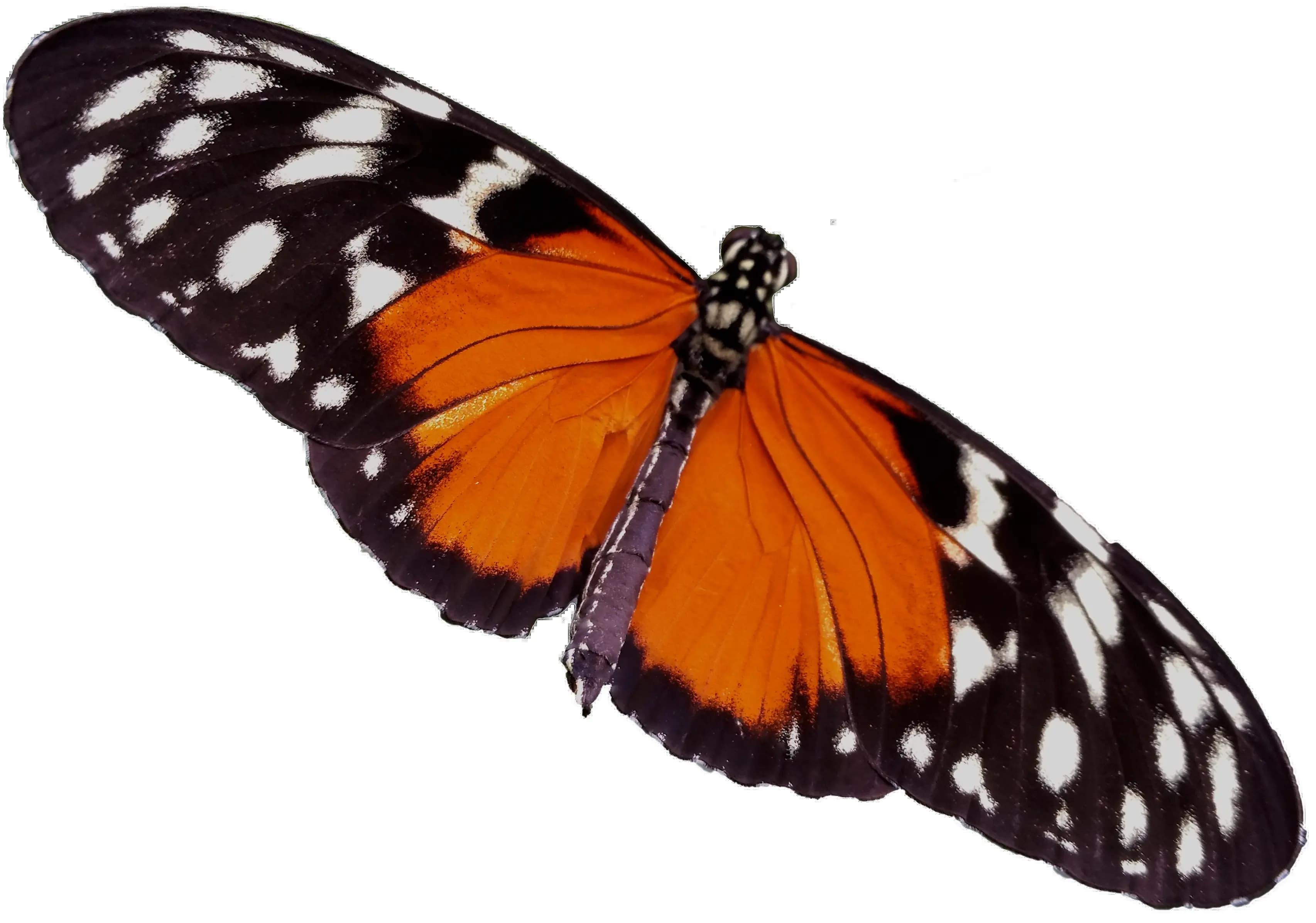 Borboleta laranja e preta com pintas brancas